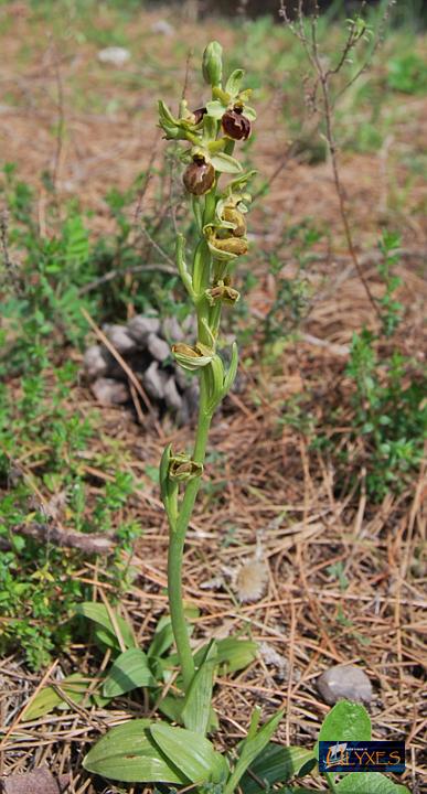 ophrys sphegodes.JPG